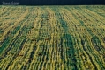 014_Biebrza - kwiecien 2012